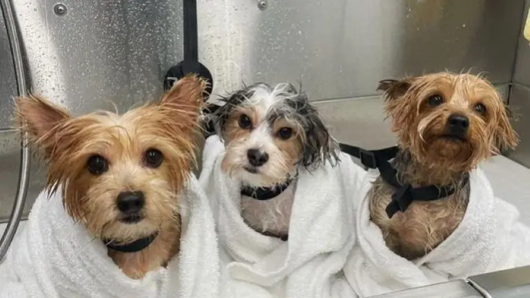 I love the blueberry facial!