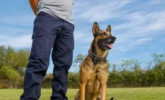 Well-Established Dog Training Business