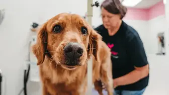 Turnkey Pet Grooming Spa & Premium Pet Retail Store