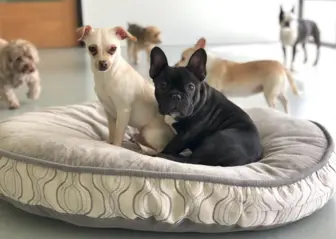 Premier Pet Daycare, Luxury Boarding & Grooming-San Fernando Valley