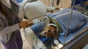 Veterinary Practice- Canine Exclusive