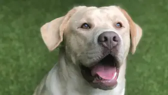 Love Dogs? Love Dog People? Here is Your Dream Business Opportunity!!