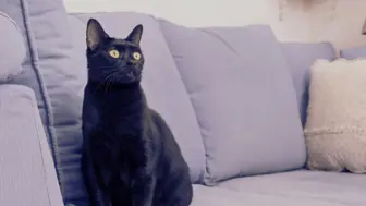 "The Nation's Premier Cats-Only Pet Sitting Franchise"