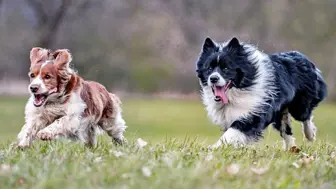 Highly Rated Dog Boarding & Daycare with Prime Location