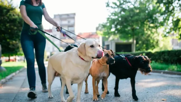 Trusted by Local Families