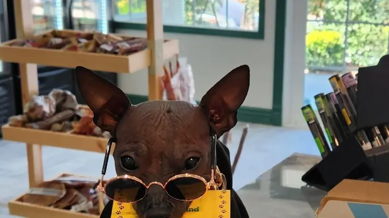 New Training Classes at PetNMind New Training Classes at PetNMind