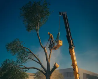 Tree Trimming and Landscaping Services