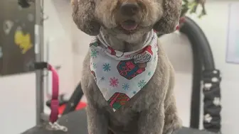 Established (2008) Mobile Pet Grooming business in Greater Orlando