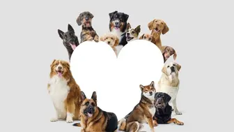 Turn-Key Veterinary Practice – $1.67M Gross | Full-Time DVM On Staff