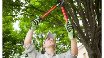Profitable Tree Care & Landscaping Business: Turnkey Operation