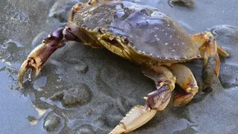 Absentee Seafood Restaurant for Sale or Asset Sale (2nd Gen Space)