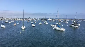 Two Businesses: Growing Apparel and Sea Creature Souvenir Stores