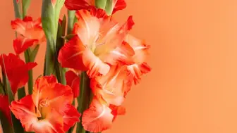 Successful Flower Shop - 42633