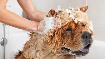 Totally Remodeled Dog Grooming Spa $100K Upgrades
