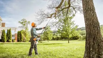 Highly Regarded Tree Service in Palm Beach