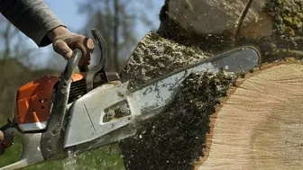 Well-Established, Full-Service Tree Care Company