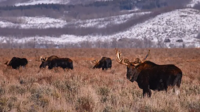 Moose in the Tetons Moose in the Tetons