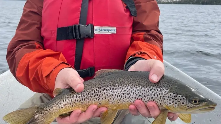 Nice fish in Yellowstone Nice fish in Yellowstone
