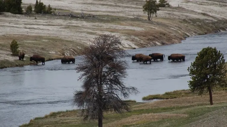 Bison in Yellowstone Bison in Yellowstone
