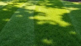 Semi Absentee Profitable Lawn & Landscaping Business For Sale!!!!!!