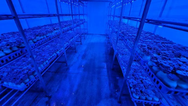 Bottle Cultivation