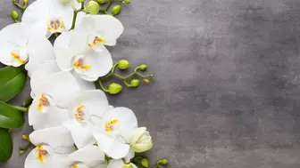 Luxury Flower Shop - 71470