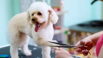 Popular Pet Spa & Grooming Service
