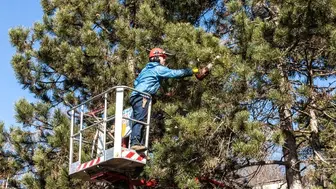 Tree Trimming & Removal and Hedge Care