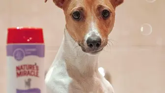 Turnkey Pet Care Centers Backed by Seller Financing.