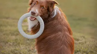 Turnkey Pet Care Centers Backed by Seller Financing.