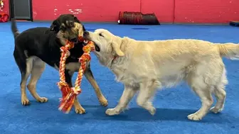 Dog Daycare, Training, Agility Center, Grooming, & Boarding Facility