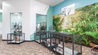 Pet Grooming in Burbank!