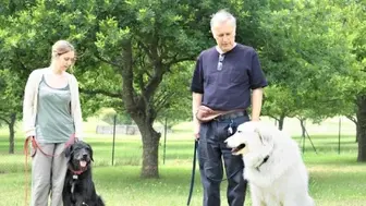 High-Demand Territory with World’s #1 In-Home Dog Training Brand