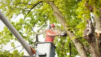 Established Highly Profitable Tree Service Business