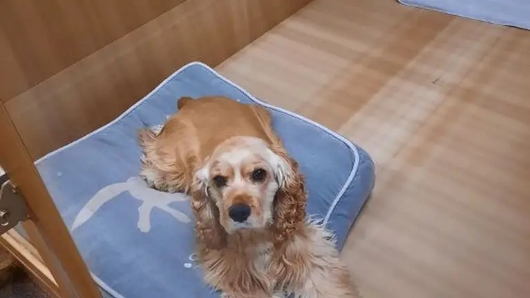 Large Kennel Large Kennel