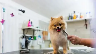 Operating Pet Grooming & Daycare business, lease transfer fully built