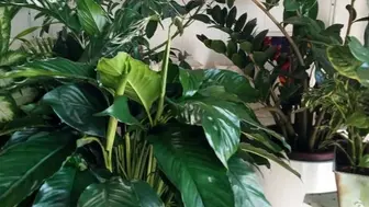 Established Flower Shop in Bergen County