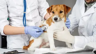 22-Year Established Veterinary Practice