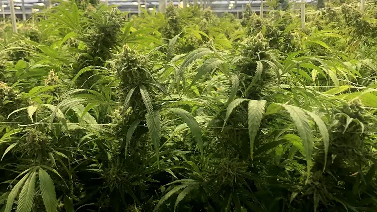 Large Production Customer