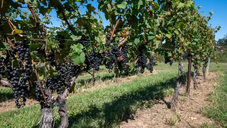 Mature Well Producing vines