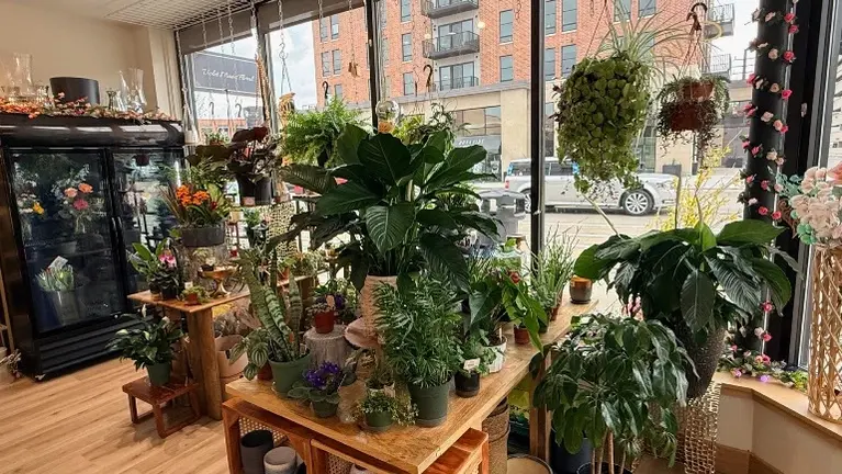 Specially curated plants