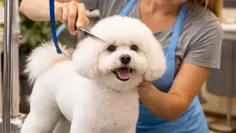 High Volume Pet Grooming, Award Winning, and #1 in the Area!