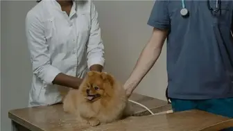 Veterinary Practice Huntington Suffolk Border $350k Revenue