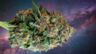 Turn Key Open Dispensary in Somerset County