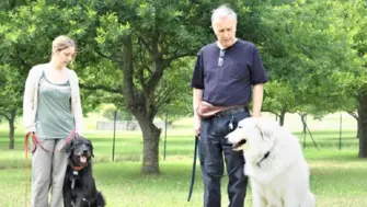 Dog Training Franchise - Home Based