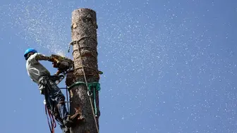 35 year old Tree Trimming Business