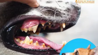 Work from Anywhere! Online Pet Supplies