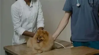 Veterinary Practice Huntington Suffolk Border $350k Revenue