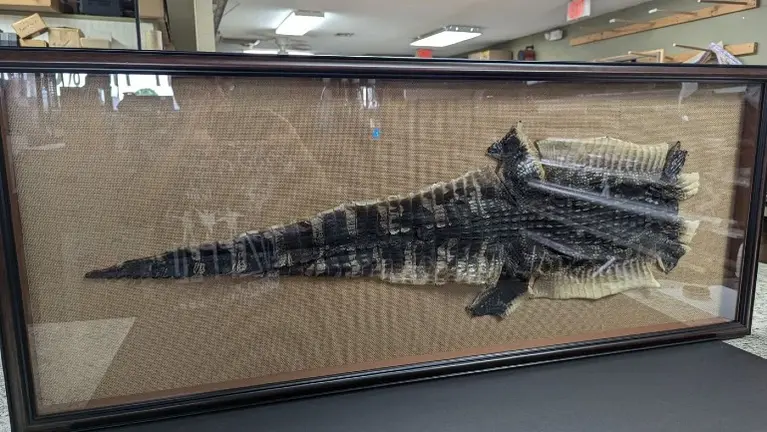 Yes It is a Alligator