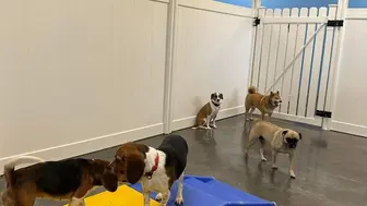 Turnkey Franchise Pet Resort – $115K